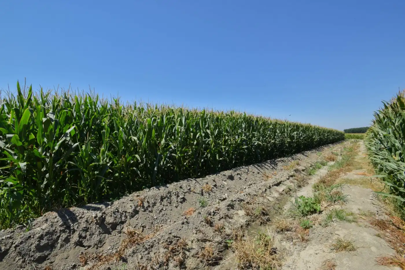 Rural land for sale in Calle PEREGRINA, imagen 10