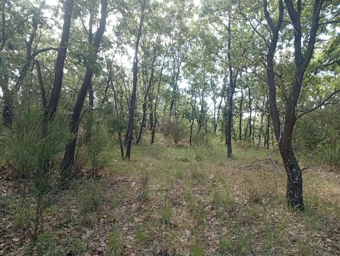Terreni e lotti in vendita a Losar de la Vera, imagen 36