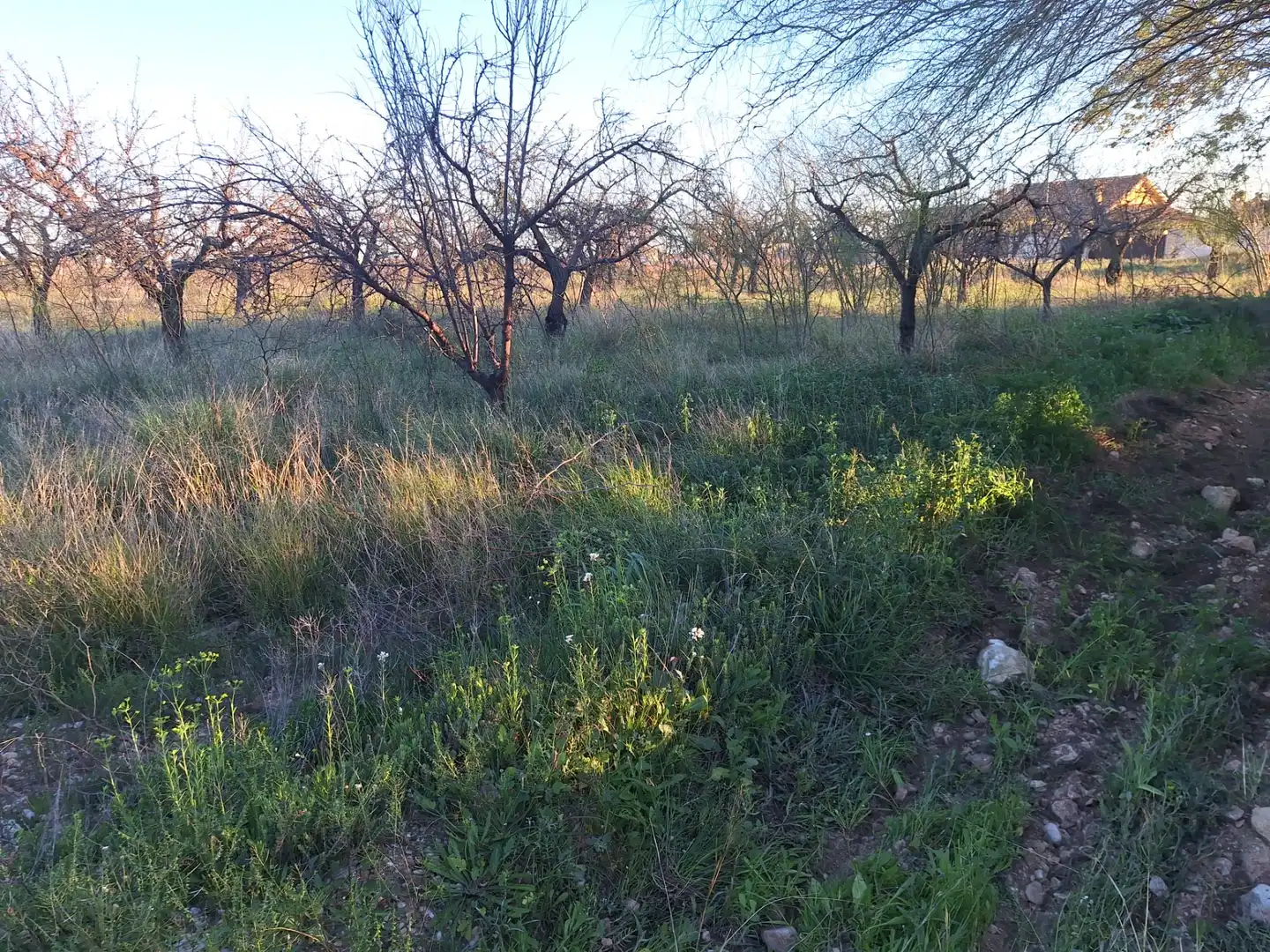 Terreny en venda en San Vicente del Raspeig / Sant Vicent del Raspeig
