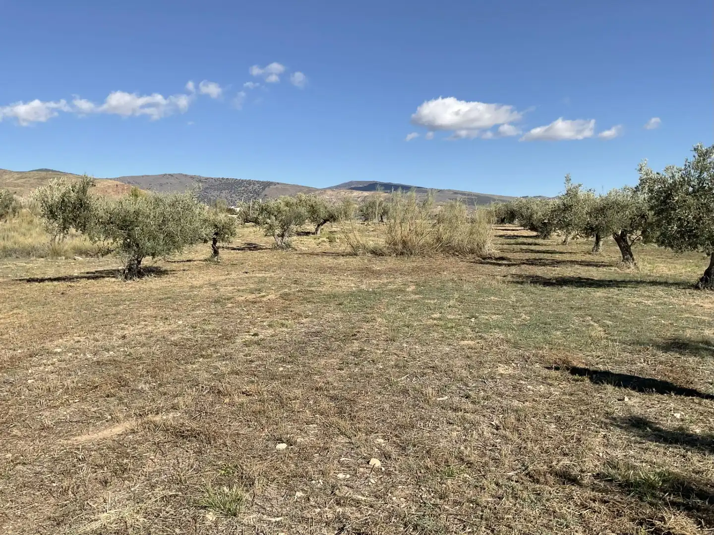 Land for sale in Padules