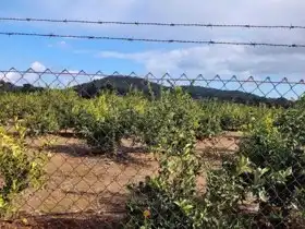Terrain rustique à vendre à La Loma - Las Lomas, imagen 5