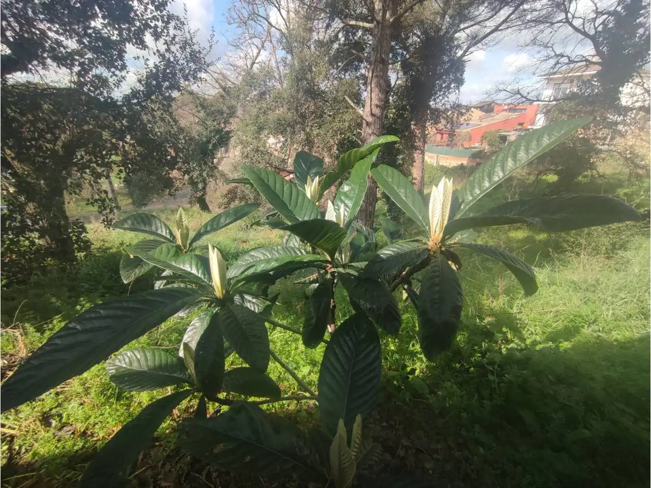 Garden of Residential for sale in Caldes de Malavella