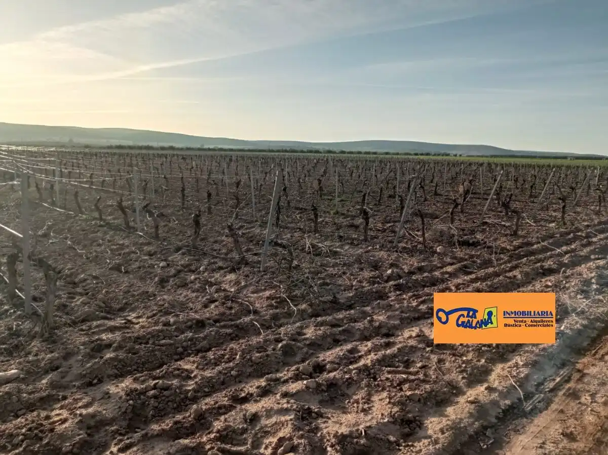 Rural land for sale in Valdepeñas, imagen 11