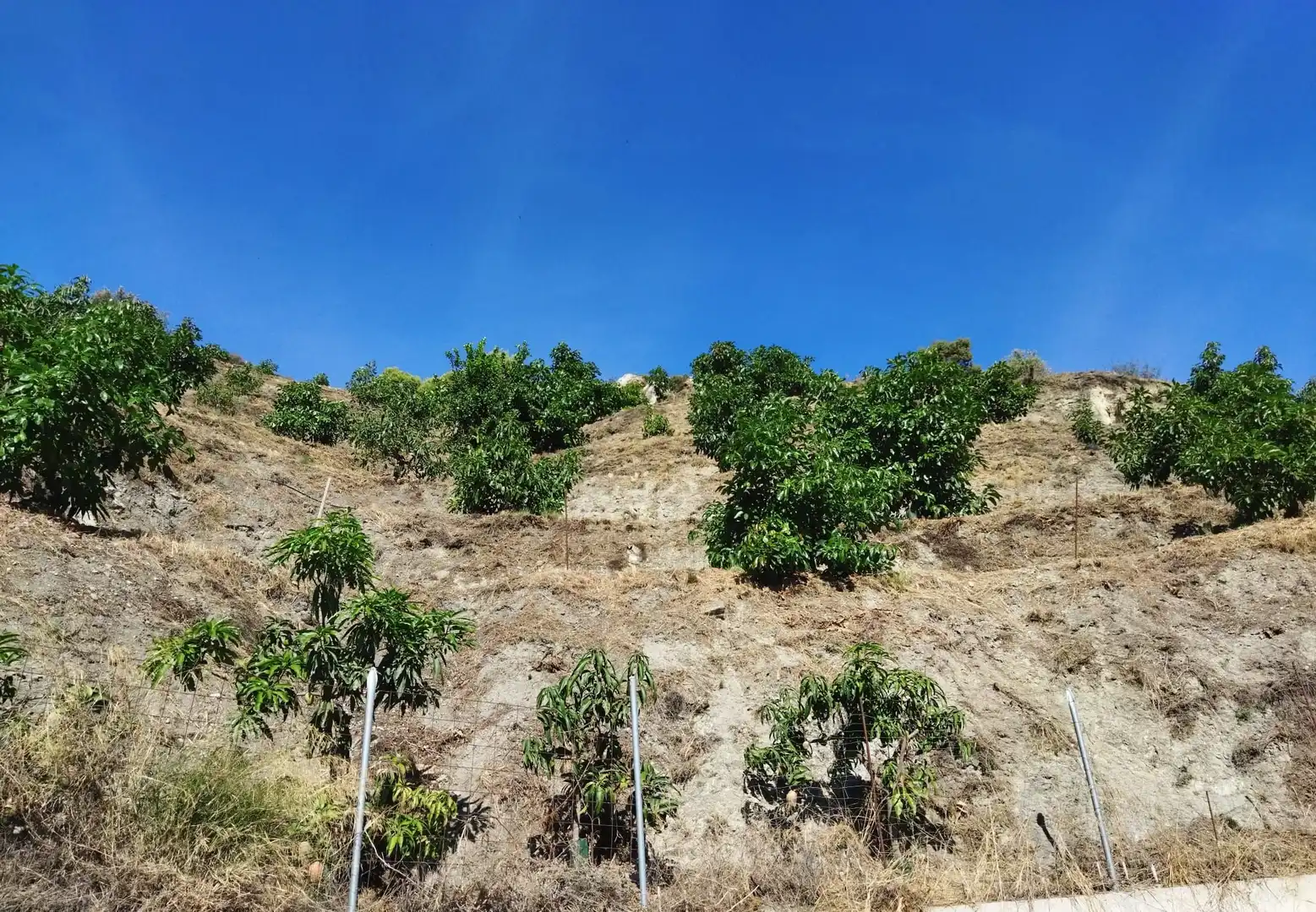 Finca rústica en venta en Motril con Jardín privado