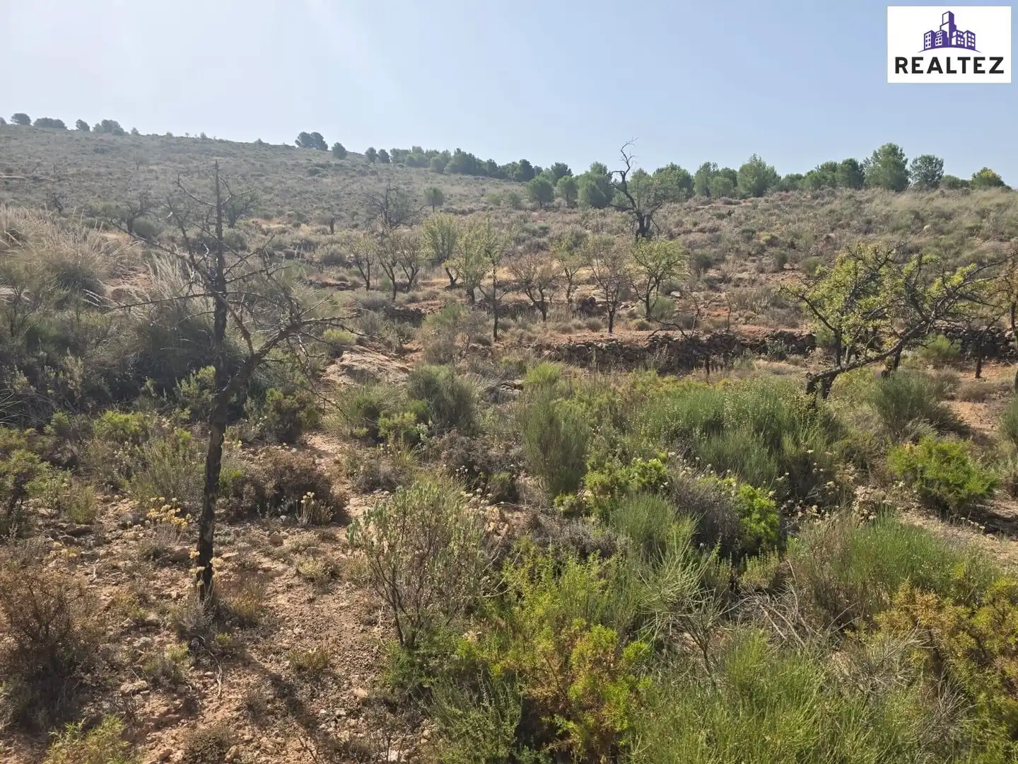 Terrain rustique à vendre à Alcolea, imagen 16