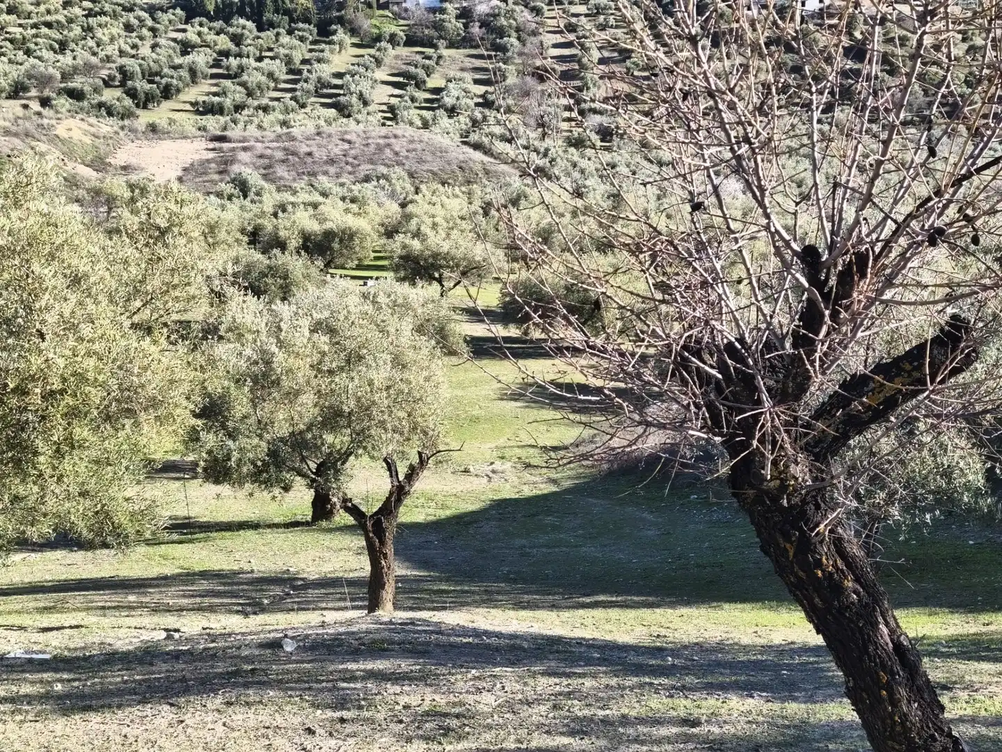 Lands and plots for sale in Alfacar, imagen 10