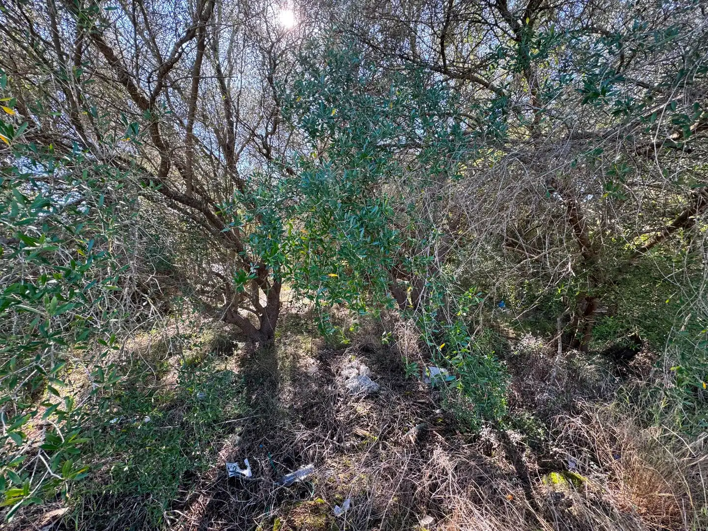 Wohnbaugrundstück zum Verkauf in Sa Pobla, imagen 11