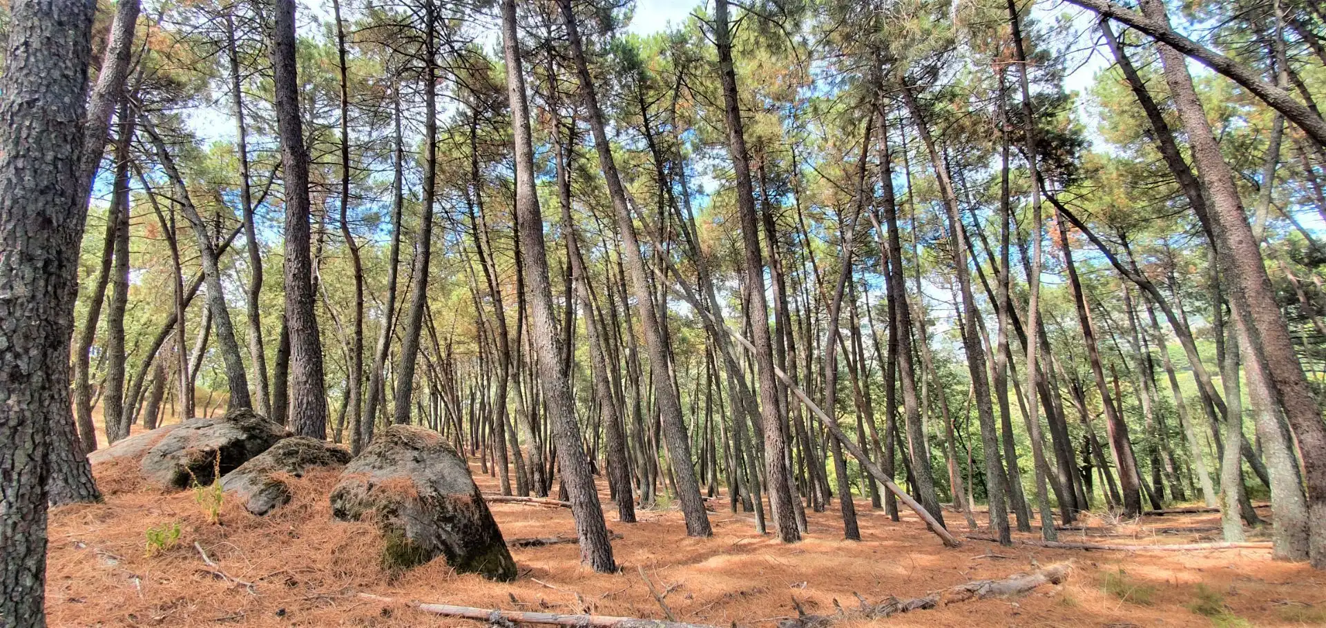 Terreni e lotti in vendita a Jarandilla de la Vera, imagen 18