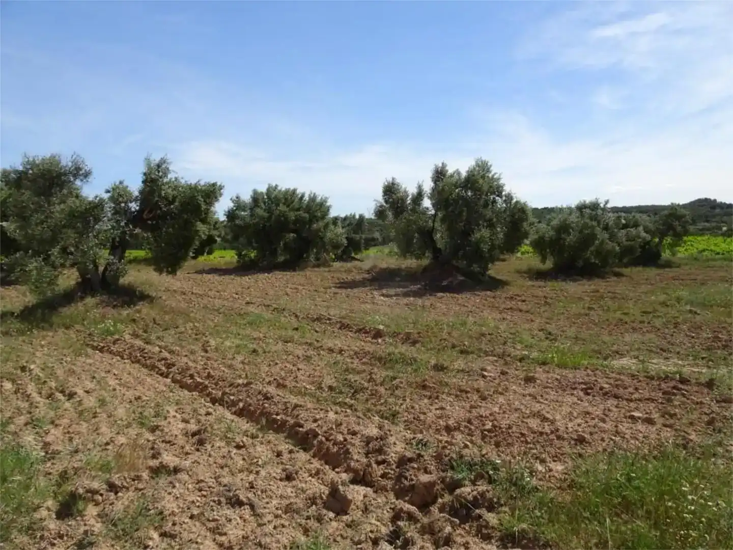 Land for sale in Batea