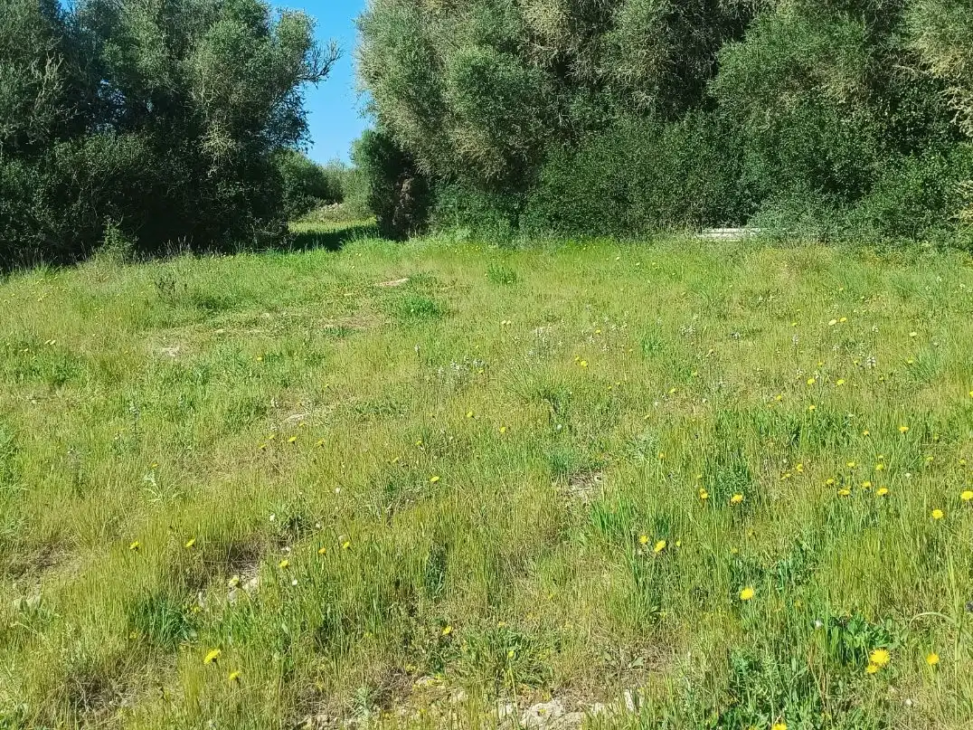 Grundstücke zum Verkauf in Alaior