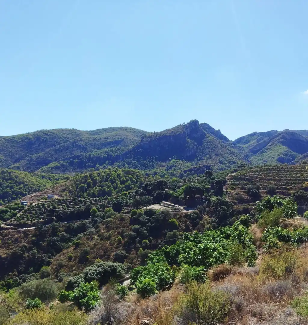 Vista exterior de Finca rústica en venta en Motril con Jardín privado