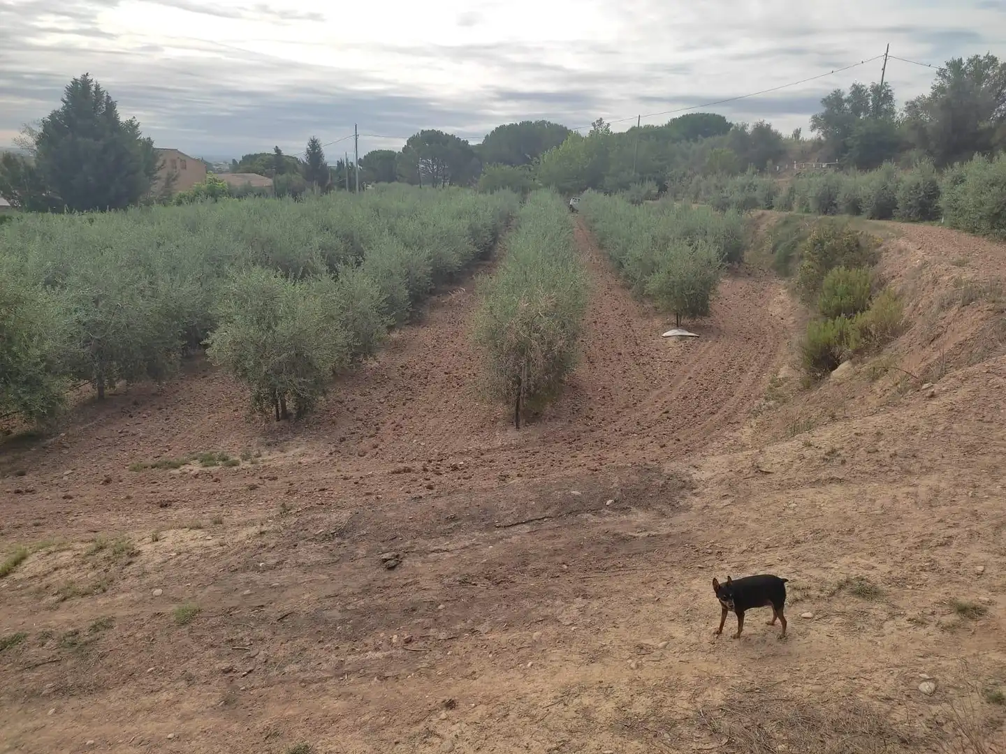 Terreno rustico in vendita a Partides de Lleida, imagen 11