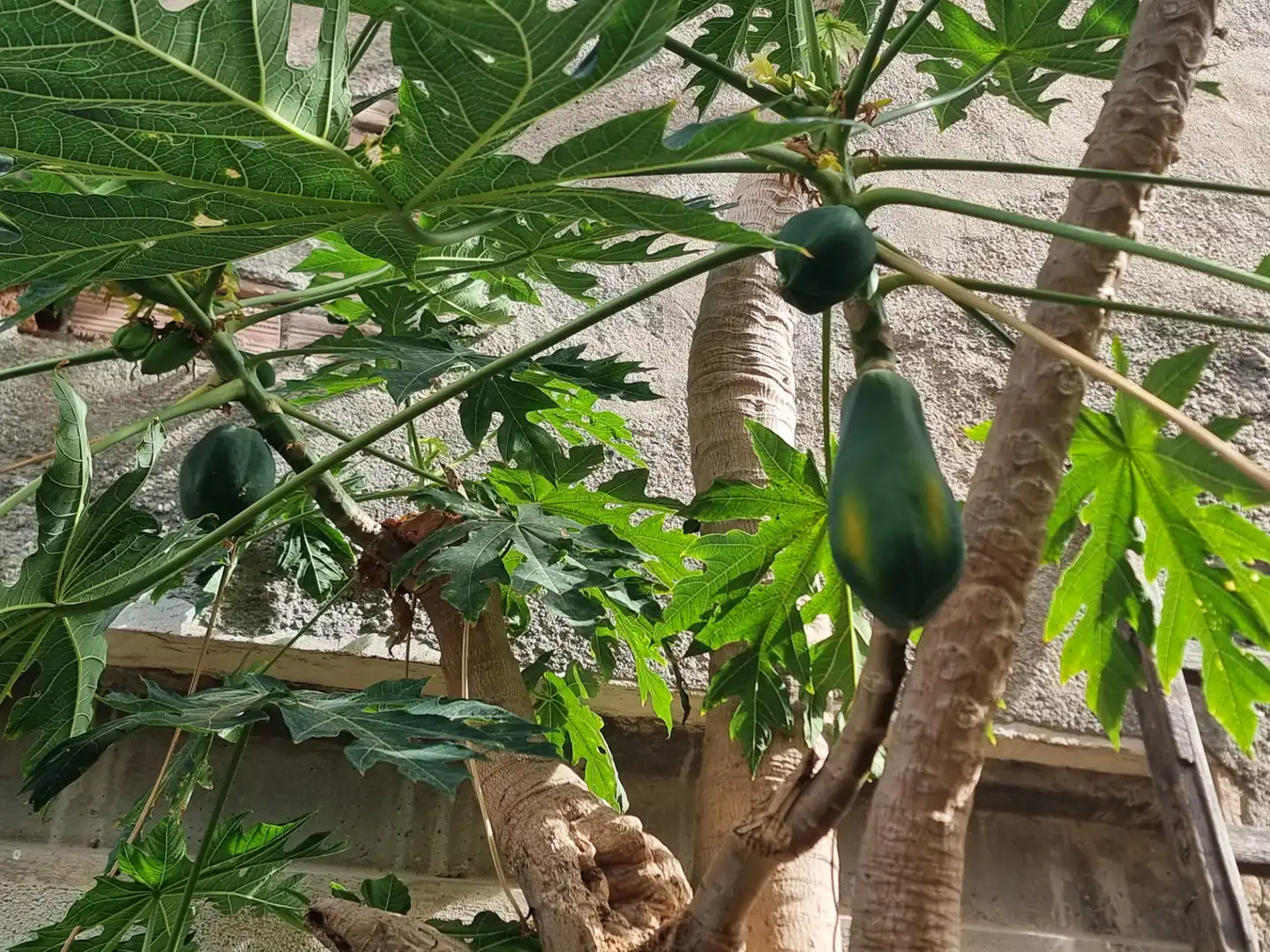 Jardí de Casa o xalet en venda en Almería amb Jardí privat, Terrassa i Moblat