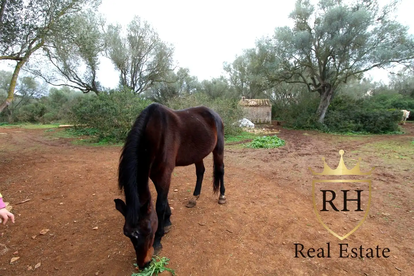 Lands and plots for sale in POLIGONO 49 PARCELA 3, imagen 2