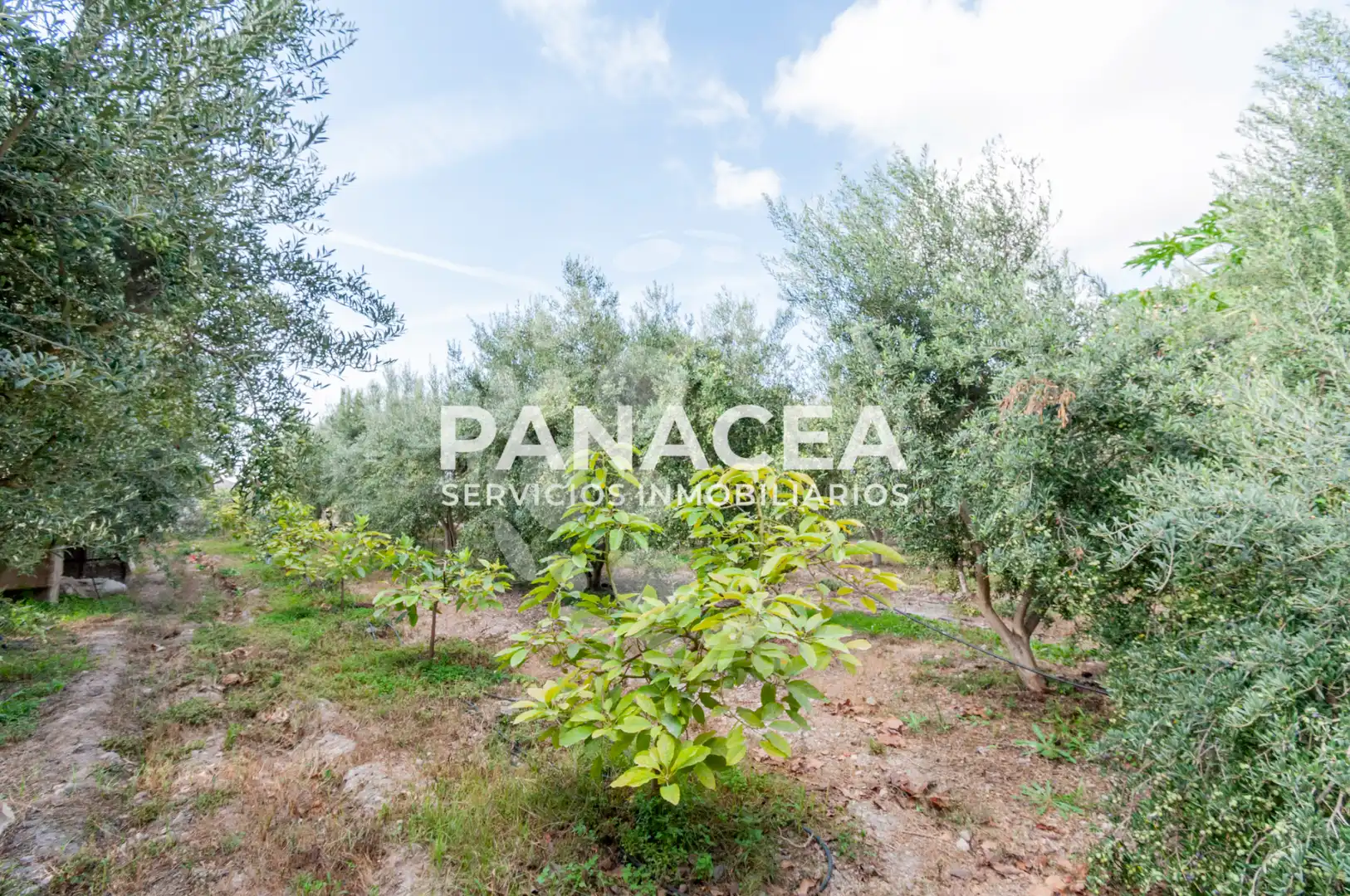 Finca rústica en venta en Vícar Pueblo