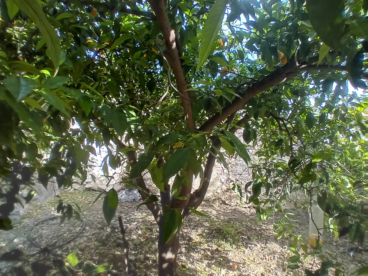 Maison mitoyenne avec jardin à vendre à Alozaina, imagen 19
