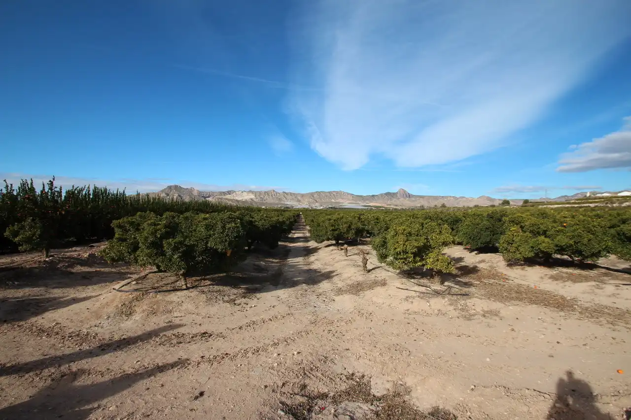 Vista exterior de Finca rústica en venda en Orihuela