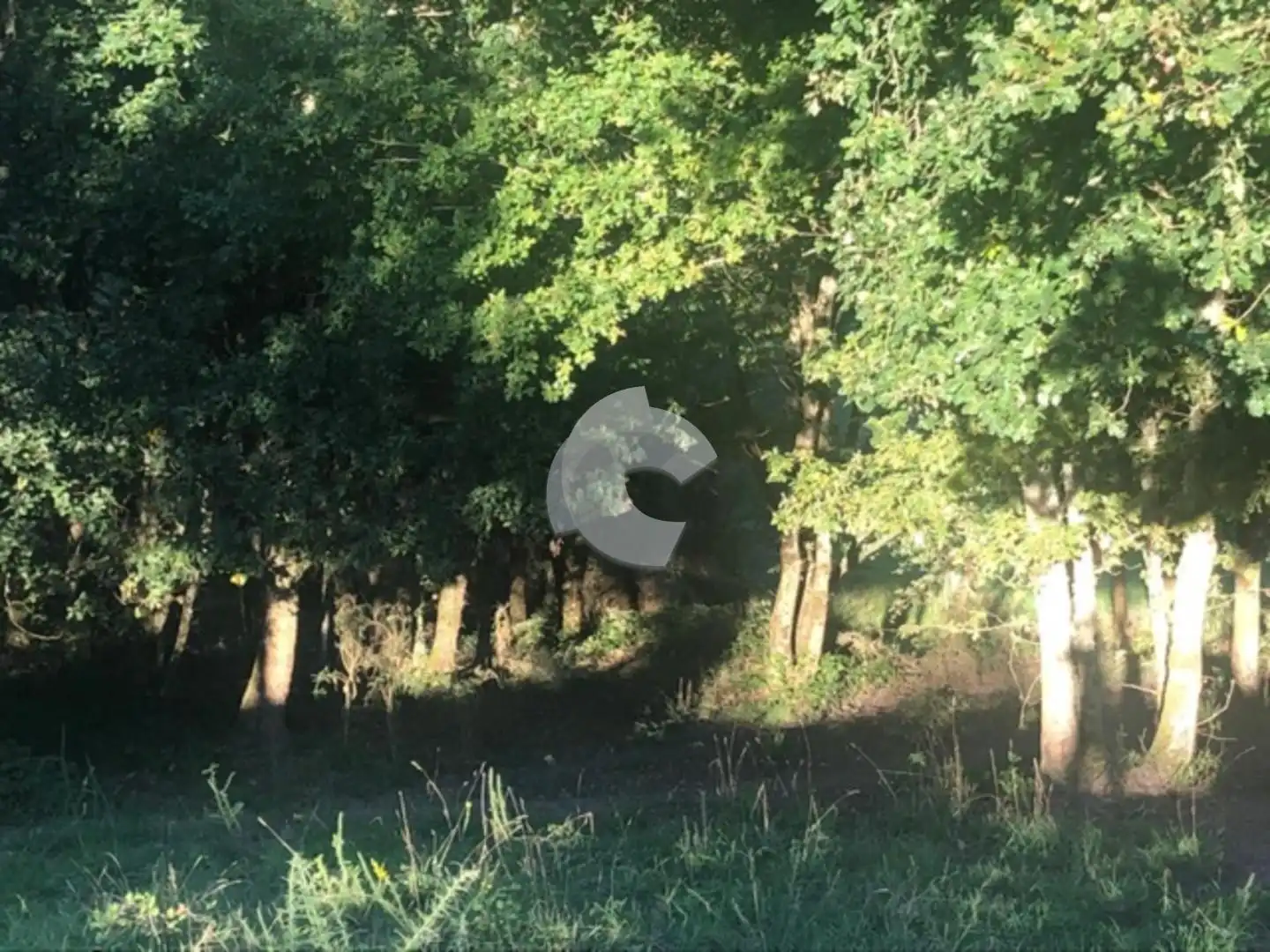 Terreni e lotti in vendita a Nogueira de Ramuín, imagen 28