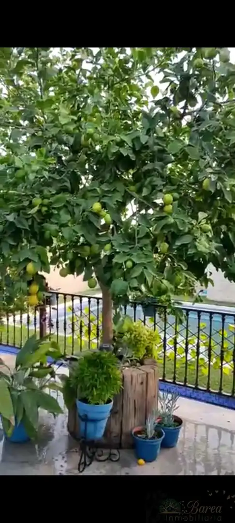 Terrassa de Casa o xalet en venda en Rute