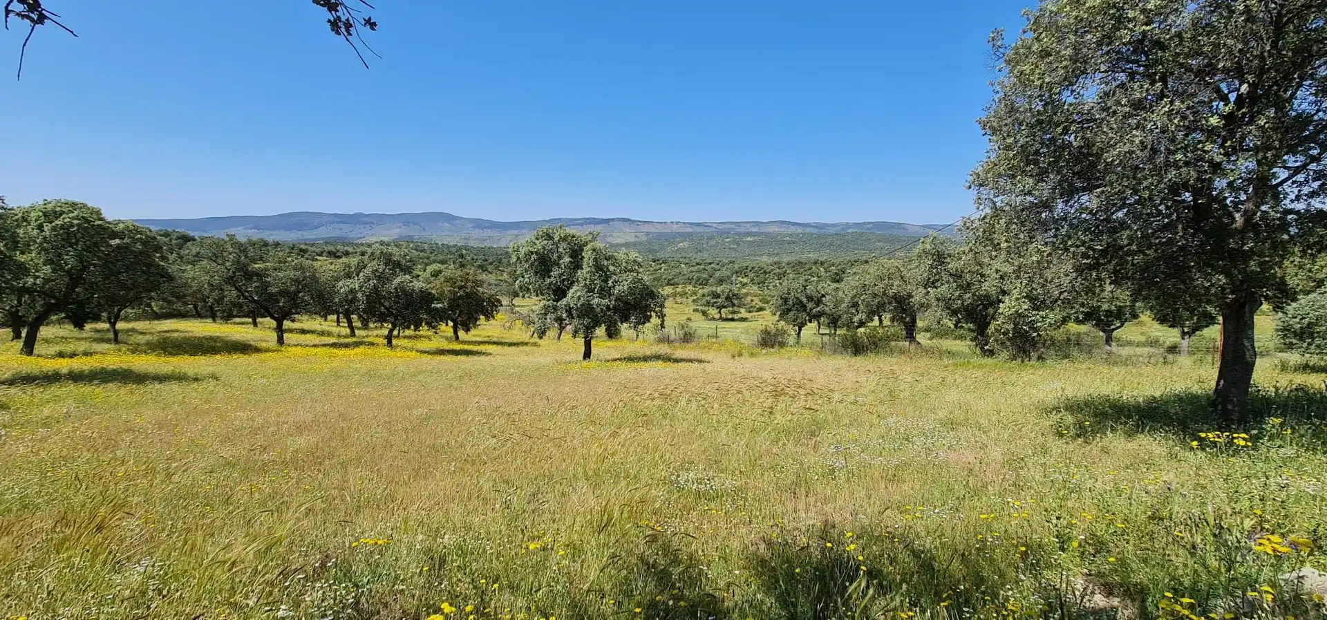 Casa o xalet en venda en Alcaracejos