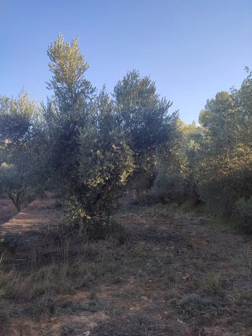 Terreno rústico en venta en Juncosa, imagen 19