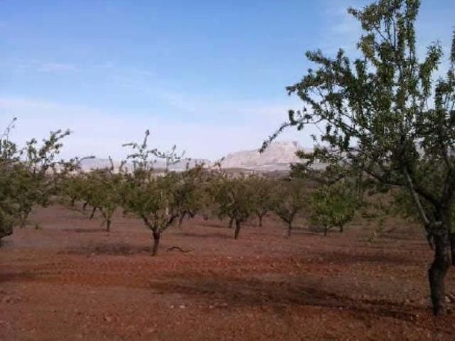 Land for sale in Vélez-Rubio