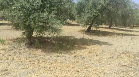 Foto 2 de Finca rústica en venta en San Ildefonso - Catedral,  Jaén Capital