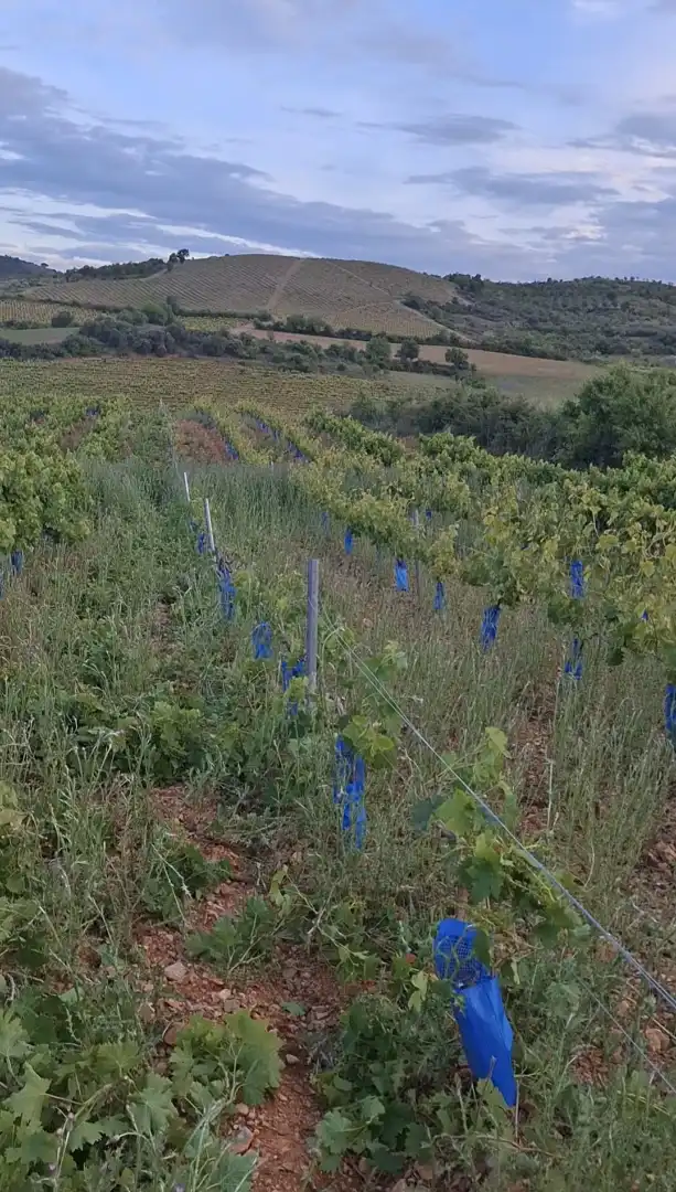 Außenansicht von Grundstücke zum Verkauf in Cariñena