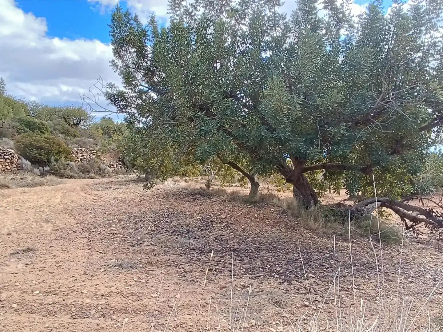 Land for sale in Useras /  Les Useres