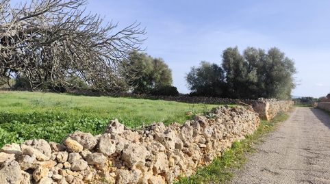 Foto 3 de Finca rústica en venda a Santa Margalida Poble, Santa Margalida