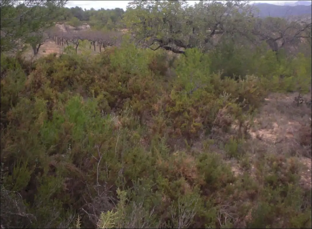 Terreno rustico in vendita a Partida Palomera Cabo La Losa POL 2, imagen 2