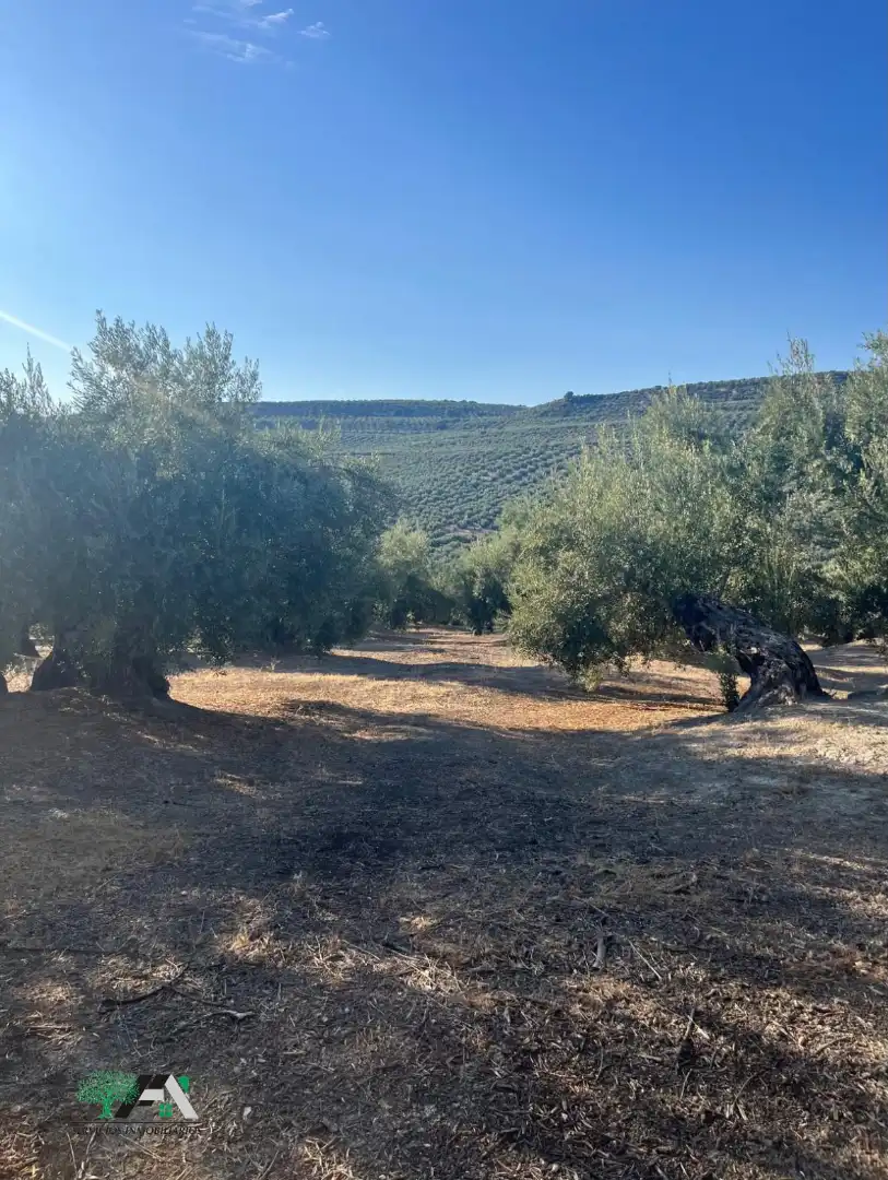 Terreno industrial en venta en Úbeda, imagen 6