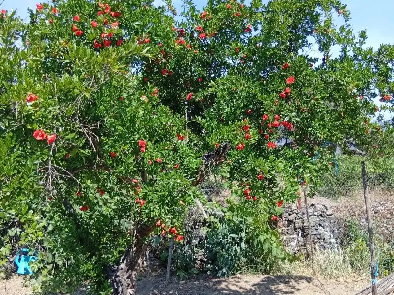 Garden of Land for sale in Villanueva de la Sierra