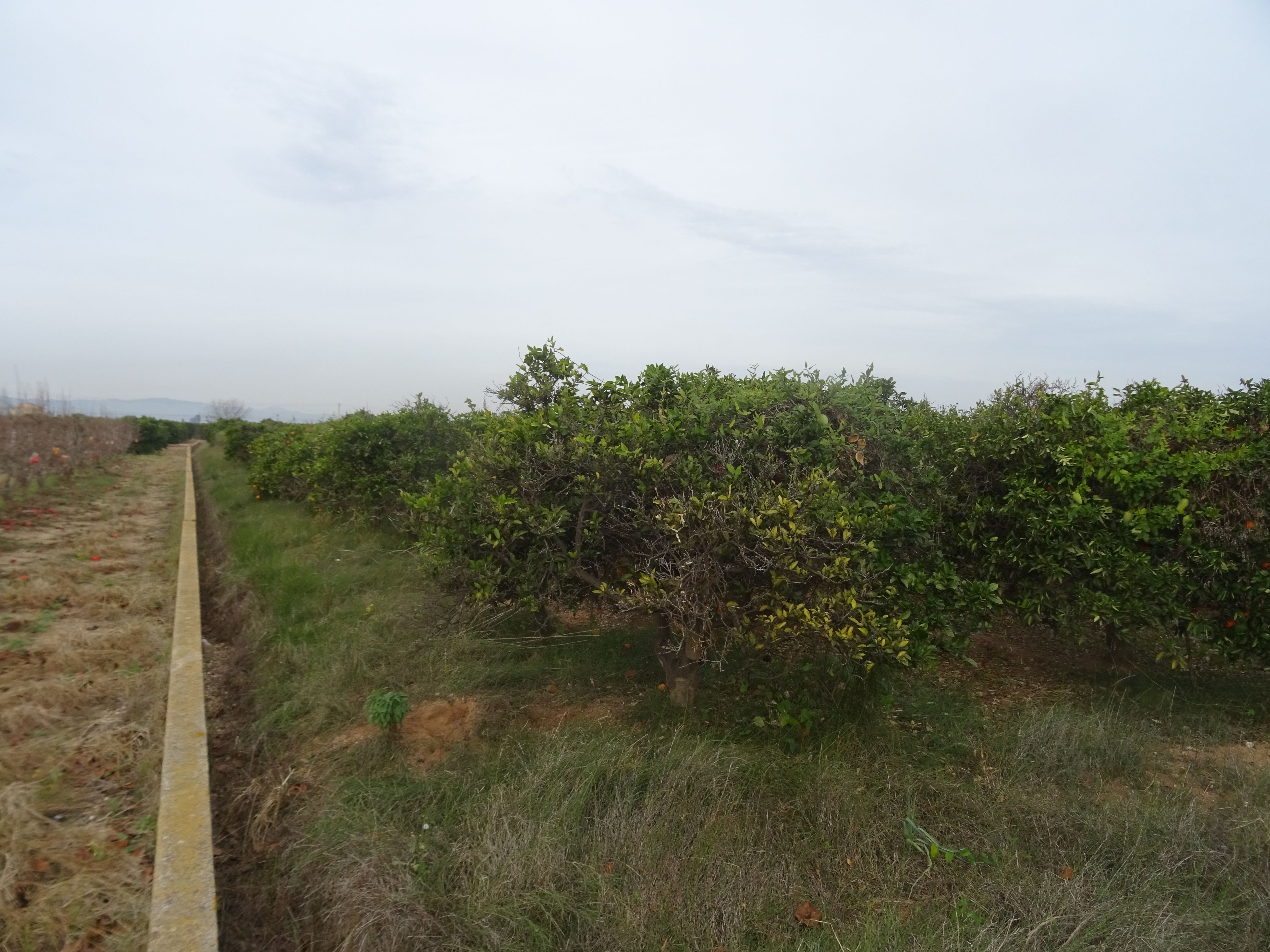 Land for sale in Algemesí
