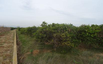 Land for sale in Algemesí