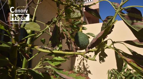 Foto 4 de Casa adosada de lloguer a El Médano, Santa Cruz de Tenerife