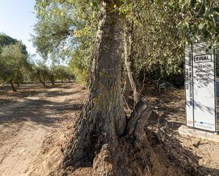 Exterior view of Land for sale in  Granada Capital