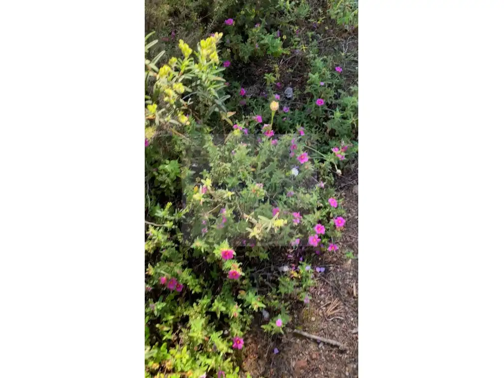 Garden of Land for sale in Pals