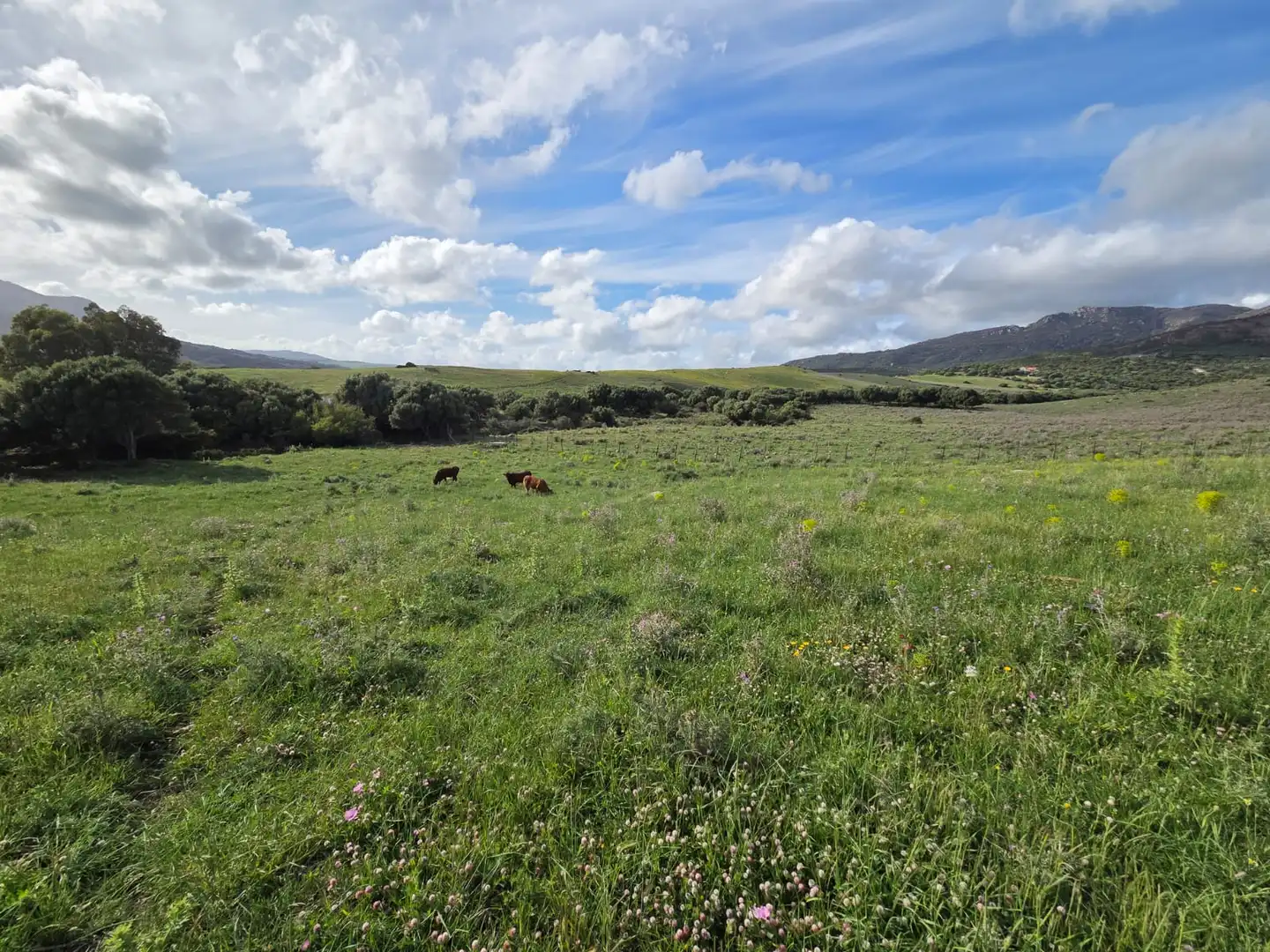 Terreno en venta en Tarifa