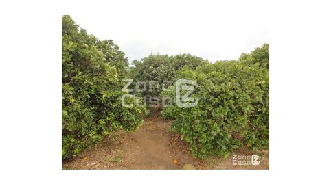 Finca Rustica  Venta Polinyà de Xúquer, imatge 2