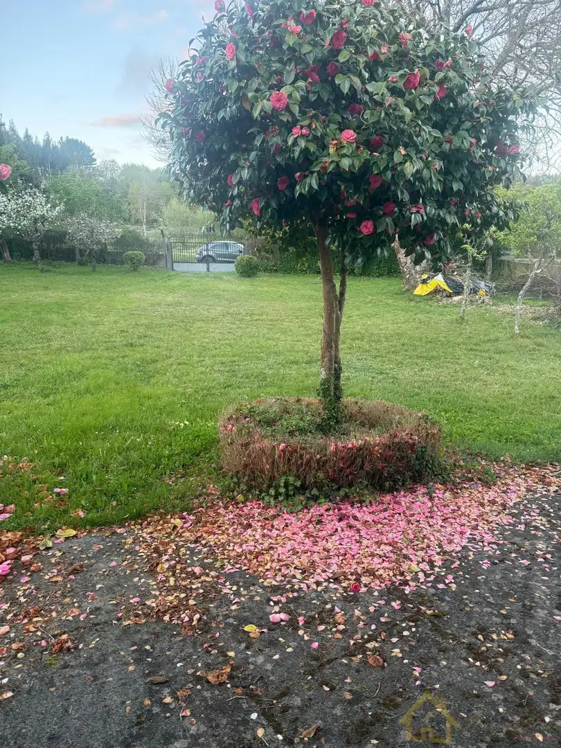 Jardín de Casa o chalet en venta en Friol