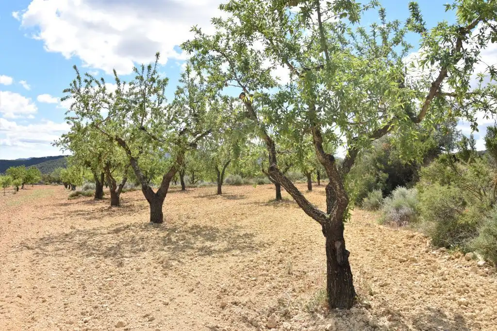 Terreni e lotti in vendita a Arens de Lledó, imagen 8