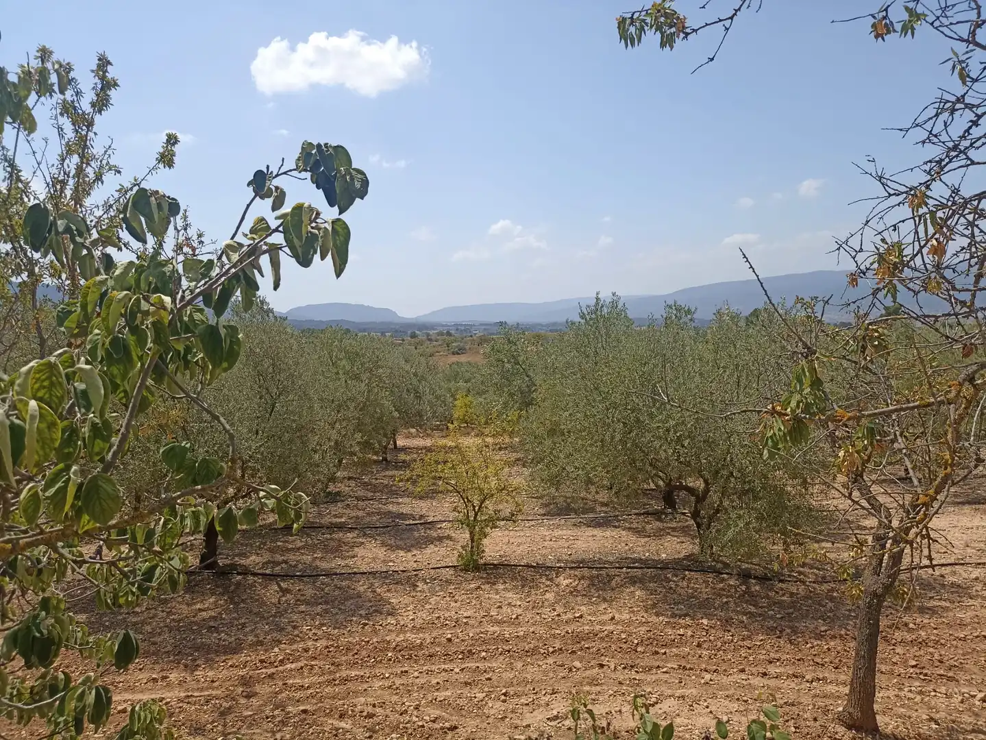 Grundstücke zum Verkauf in Barberà de la Conca