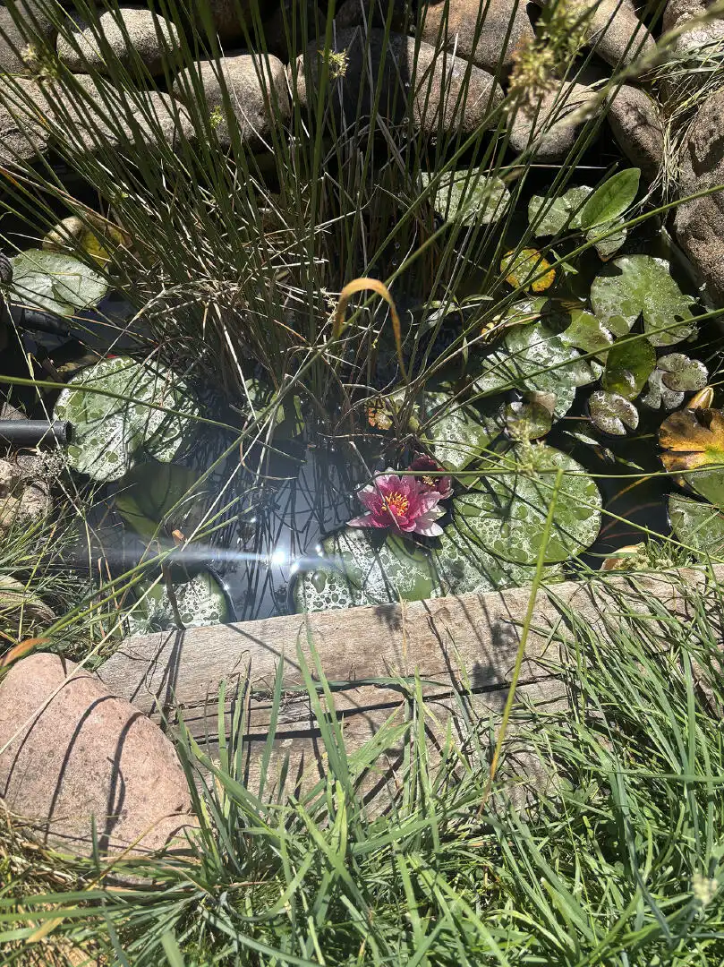 Jardí de Casa o xalet en venda en Las Rozas de Valdearroyo 