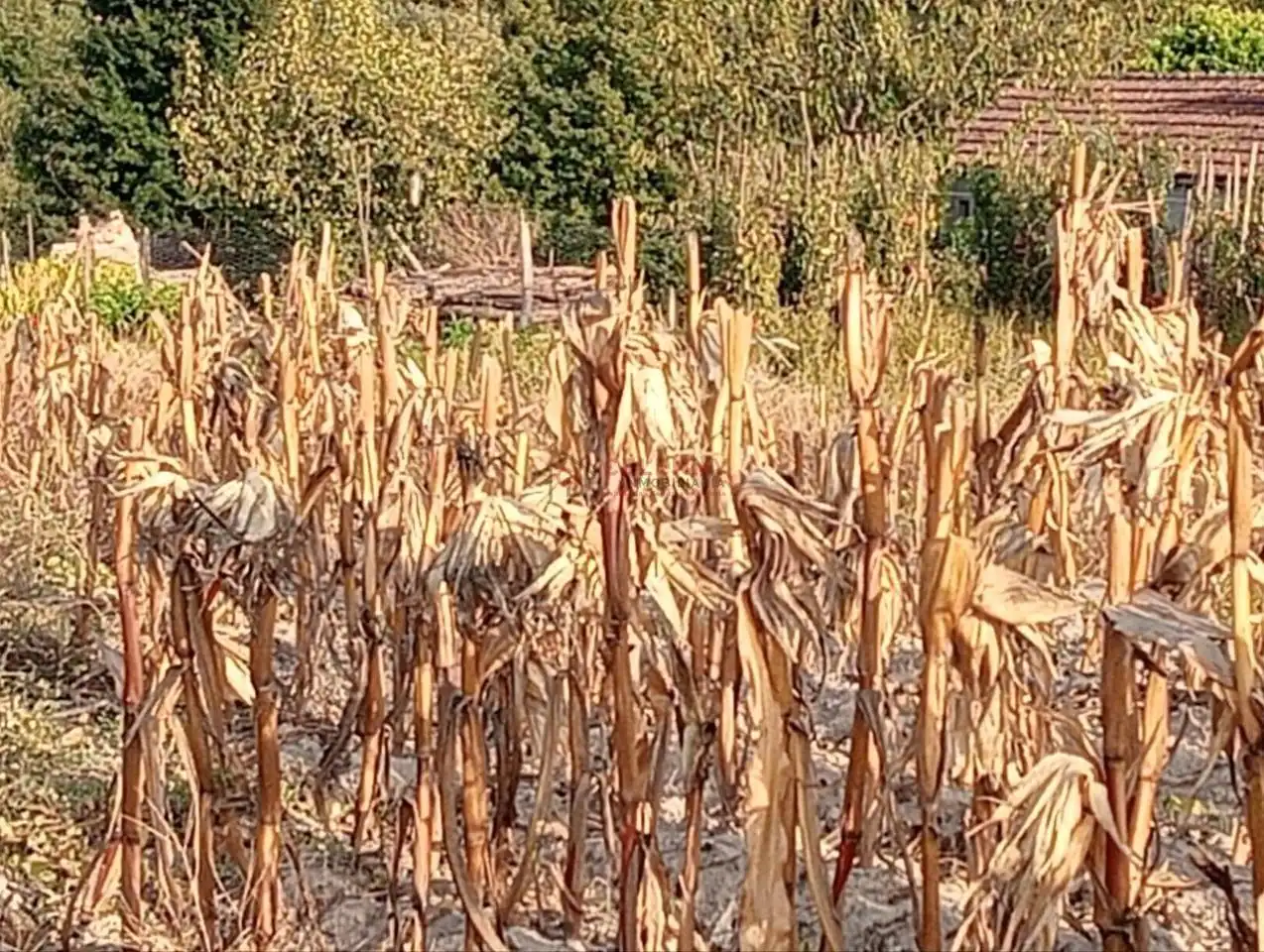 Terreni e lotti in vendita a Nogueira de Ramuín, imagen 7