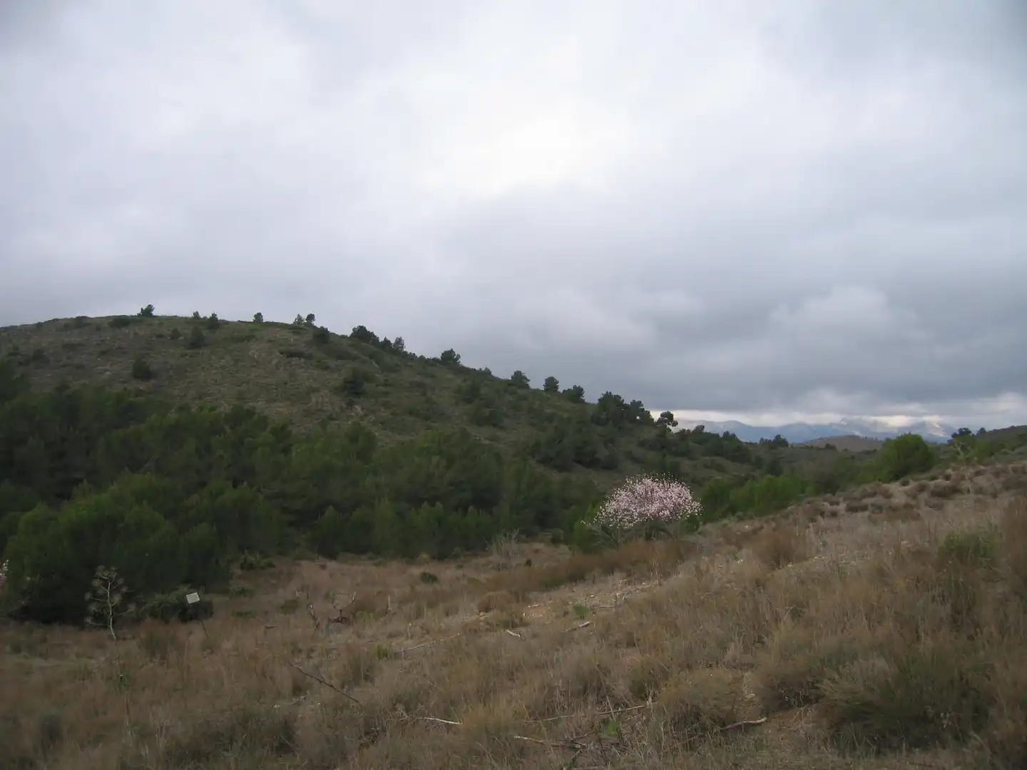 Terreno rustico in vendita a Pedanías Centro, imagen 2