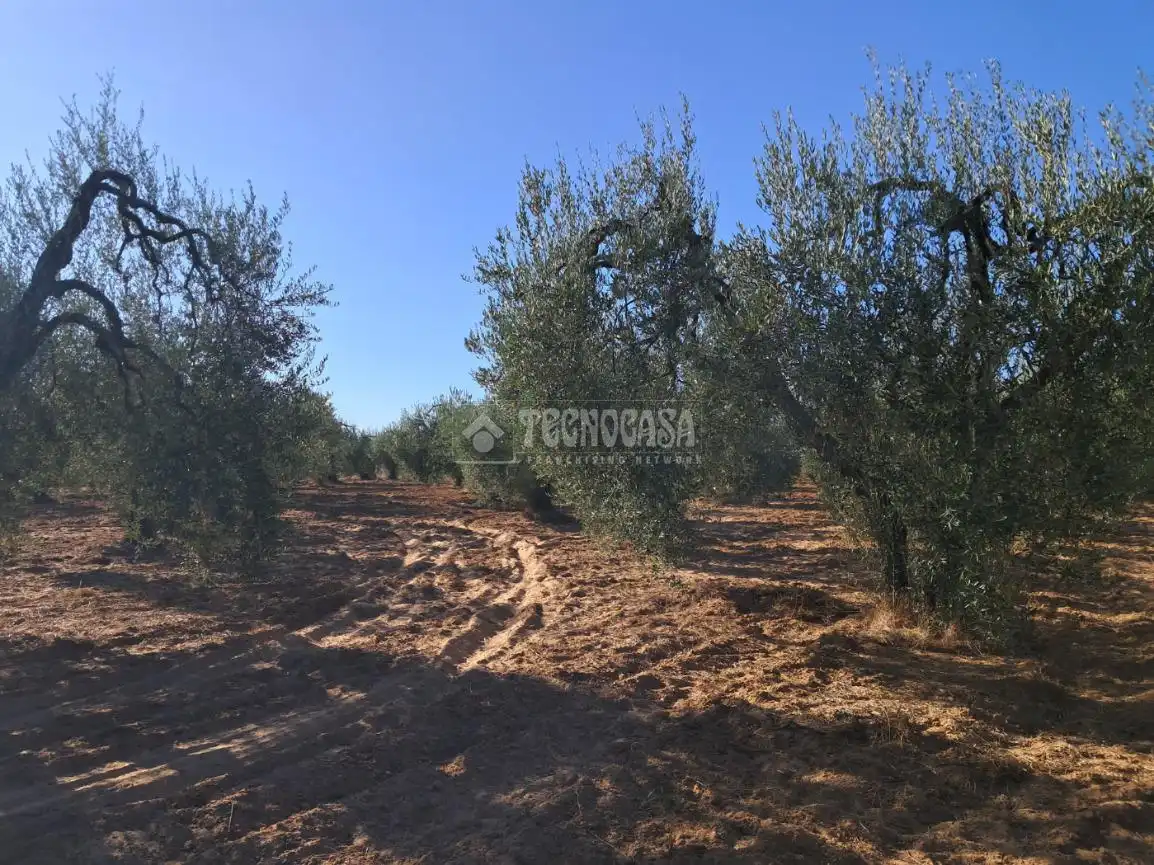 Terreni e lotti in vendita a Pilas, imagen 17