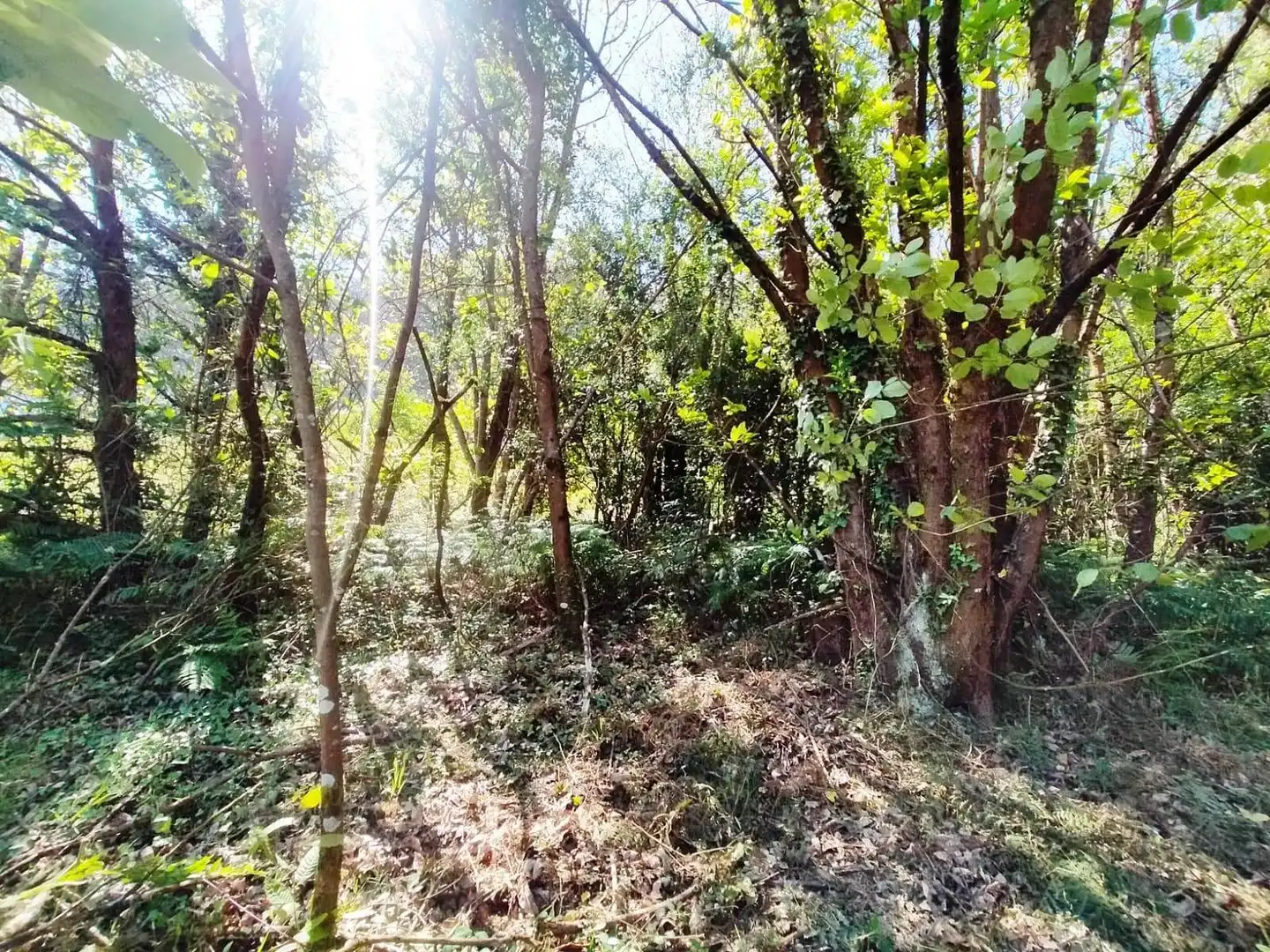 Terreni e lotti in vendita a Pravia, imagen 14