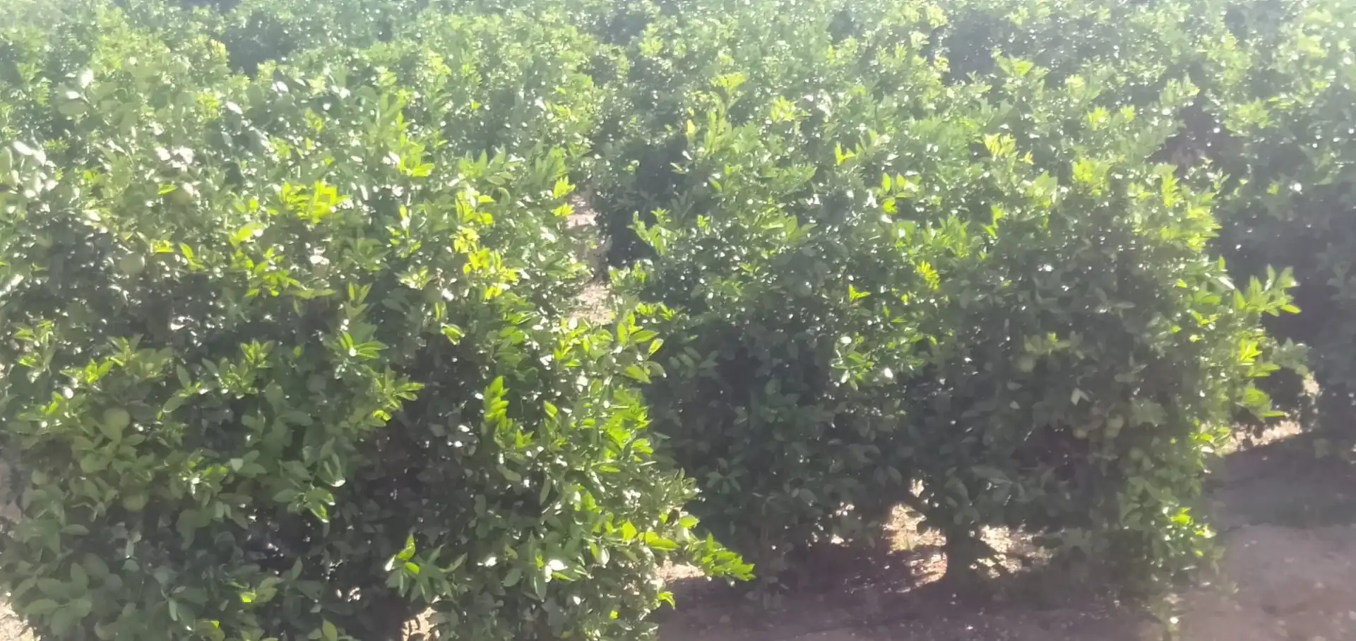 Finca rústica en venta en Pedralba con Jardín privado, Terraza y Trastero