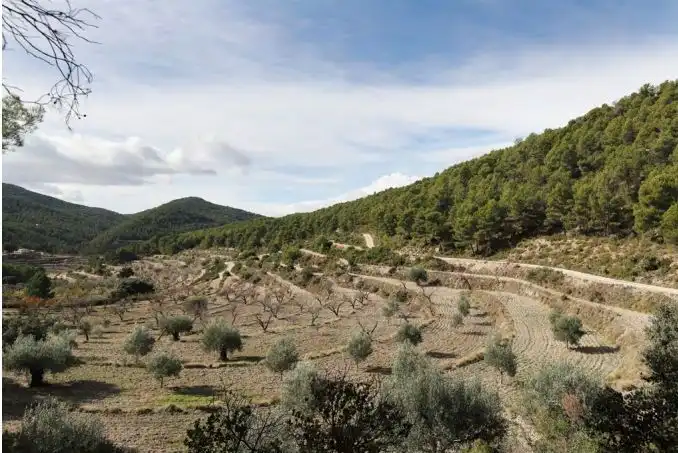 Rural land for sale in Torremanzanas / La Torre de les Maçanes, imagen 9